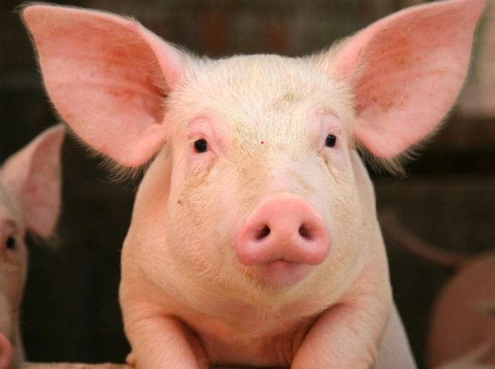 Phương pháp tuần hoàn chéo để nối hệ tuần hoàn của một con lợn còn sống với lá phổi được tách ra khỏi người hiến tạng.
